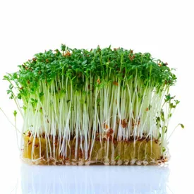 Микрозелень кресс-салата